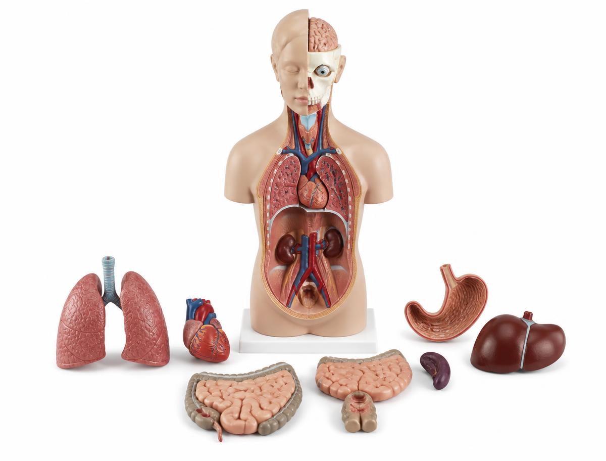 Anatomical models